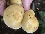 Pholiota alnicola var. alnicola image