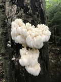 Hericium americanum image