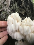 Hericium americanum image