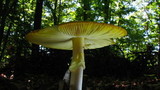 Amanita banningiana image