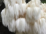 Hericium americanum image