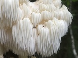 Hericium americanum image