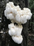Hericium americanum image