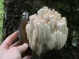 Hericium americanum image
