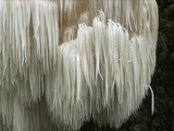 Hericium americanum image