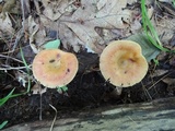 Russula pectinatoides image