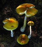 Amanita banningiana image