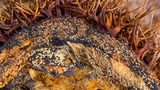 Arachnopeziza aranea image