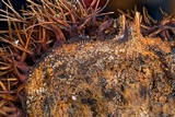 Arachnopeziza aranea image