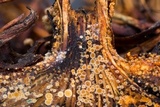 Arachnopeziza aranea image