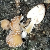 Coprinellus flocculosus image