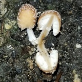 Coprinellus flocculosus image