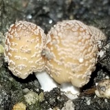 Coprinellus flocculosus image