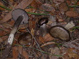 Entoloma ferruginans image