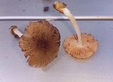 Volvariella nigrodisca image