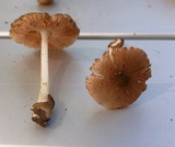Volvariella nigrodisca image