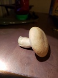 Tylopilus minor image