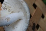 Amanita pseudovolvata image