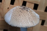 Amanita pseudovolvata image