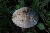 Amanita pseudovolvata image