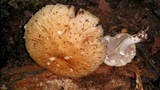 Stropharia hardii image