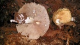 Stropharia hardii image
