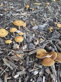 Agrocybe arvalis image