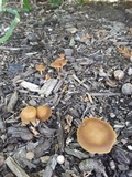 Agrocybe arvalis image