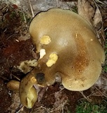 Boletinellus merulioides image