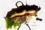 Cyphelium tigillare image