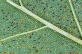 Phyllactinia guttata image
