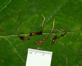 Cordyceps stylophora image