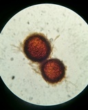Golovinomyces cichoracearum image