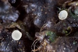 Pezoloma marchantiae image
