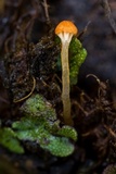 Loreleia marchantiae image