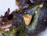 Pezoloma marchantiae image