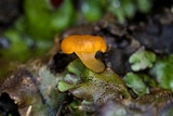 Loreleia marchantiae image