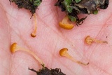 Loreleia marchantiae image