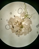 Pezoloma marchantiae image