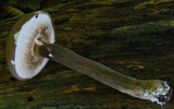 Tylopilus plumbeoviolaceus image