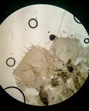 Pezoloma marchantiae image
