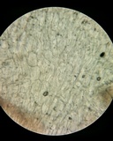 Pezoloma marchantiae image