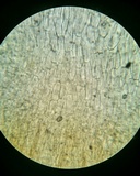Pezoloma marchantiae image
