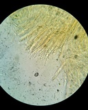 Pezoloma marchantiae image