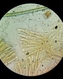 Pezoloma marchantiae image