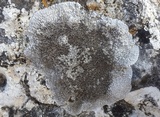 Aspicilia radiosa image