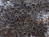 Aspicilia radiosa image