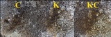 Aspicilia radiosa image