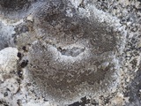 Aspicilia radiosa image