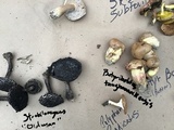 Butyriboletus taughannockensis image
